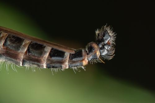 Réf. 337 077 : Neoitamus socius