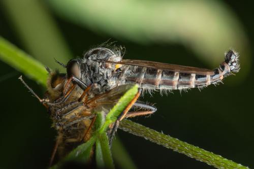 Réf. 337 076 : Neoitamus socius