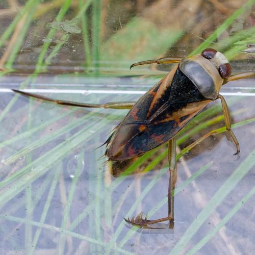 Notonecta meridionalis