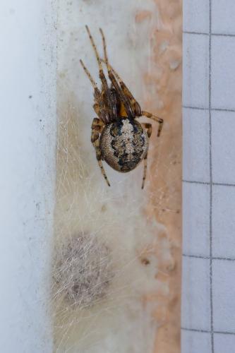 Zygiella x-notata