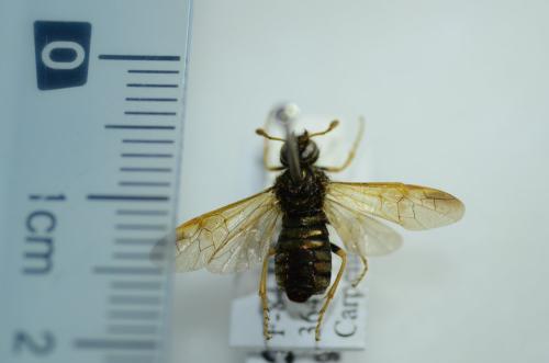 Abia nitens