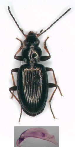 Bembidion geniculatum