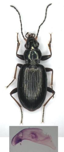 Bembidion tibiale