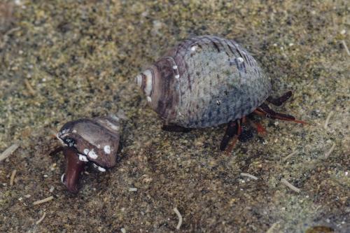 Clibanarius sp.