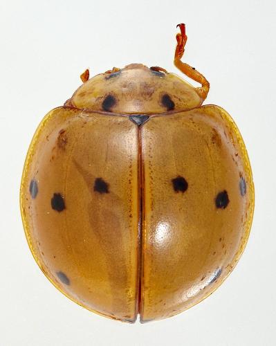 Réf. 337 084 : Harmonia sedecimnotata