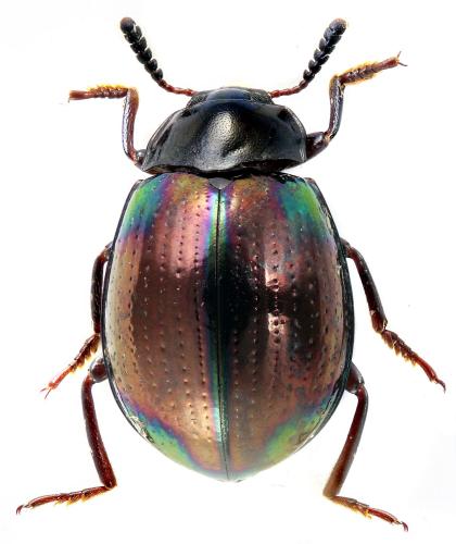 Réf. 337 187 : Hemicera sp.