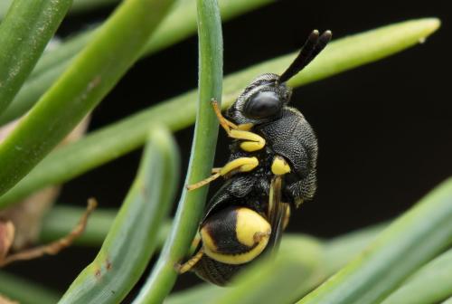 Brachymeria femorata