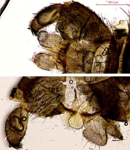 Bradysia tilicola