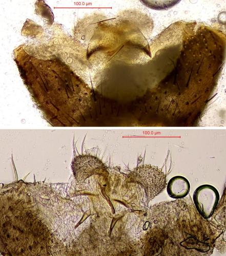 Réf. 337 327 : Bradysia tilicola