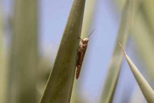 Réf. 337 053 : Anacridium melanorhodon melanorhodon