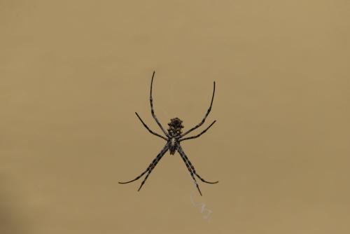 Réf. 337 051 : Argiope sp.