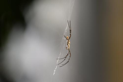 Réf. 337 052 : Argiope sp.
