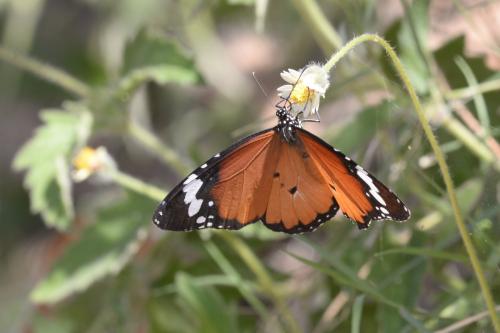 Réf. 337 000 : Danaus chrysippus