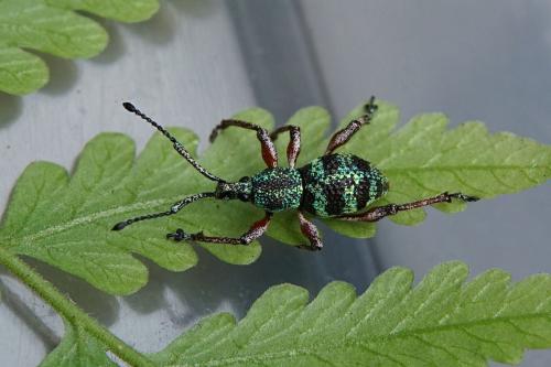 Réf. 337 498 : Philicoptus waltoni