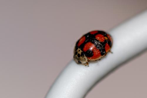 Réf. 337 542 : Adalia decempunctata
