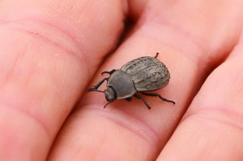 Asida sabulosa