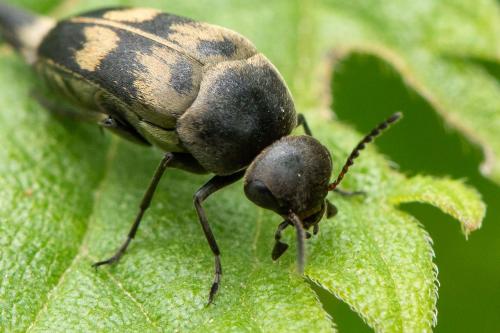Variimorda sp.