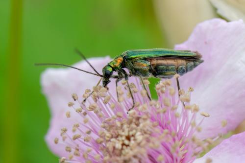 Oedemera nobilis