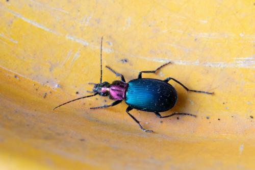 Chlaenius aeratus