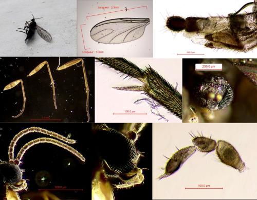 Bradysia tilicola
