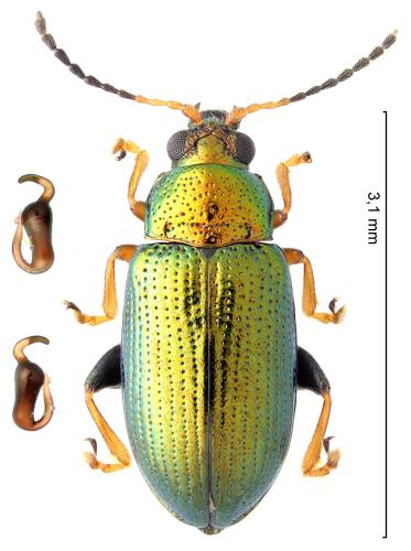Réf. 337 185 : Crepidodera plutus