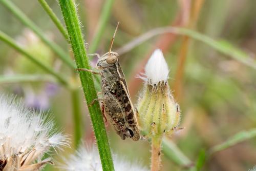 Calliptamus sp.