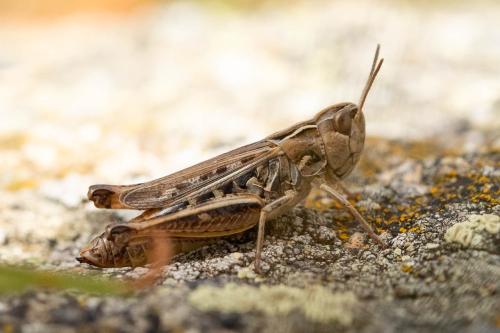 Réf. 337 847 : Stenobothrus stigmaticus