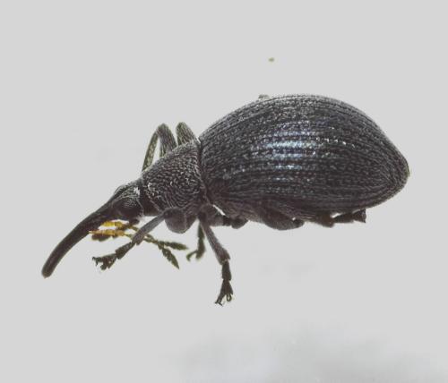 Eutrichapion vorax