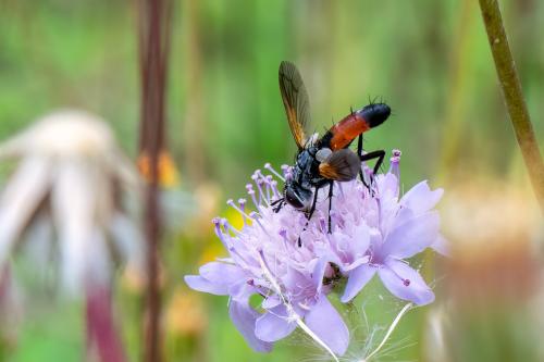 Cylindromyia auriceps