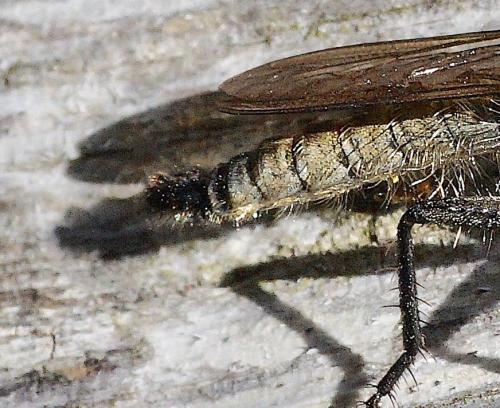 Asilinae