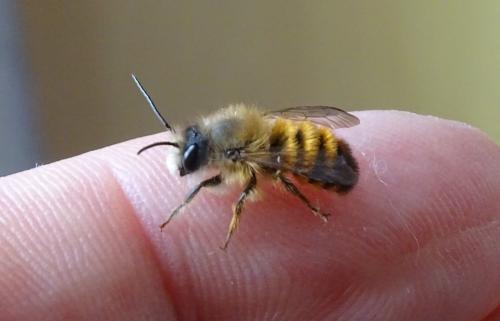 Réf. 337 103 : Osmia bicornis