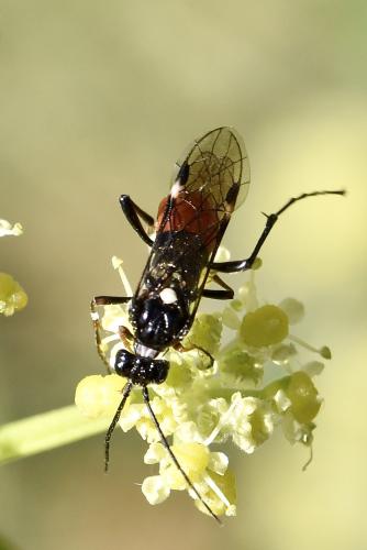 Réf. 337 089 : Tenthredopsis sp.