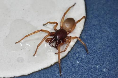 Dysdera crocata