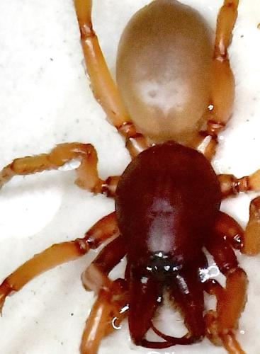 Dysdera crocata
