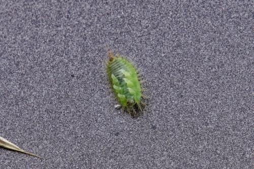 Réf. 337 094 : Cassida sp.