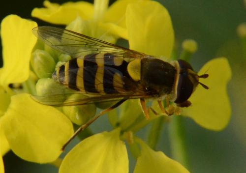 Réf. 337 425 : Syrphus sp.