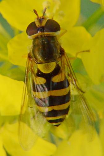 Syrphus sp.