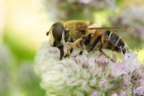 Réf. 337 285 : Eristalis nemorum