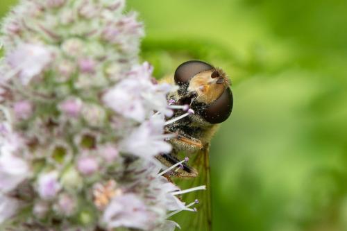 Réf. 337 286 : Eristalis nemorum