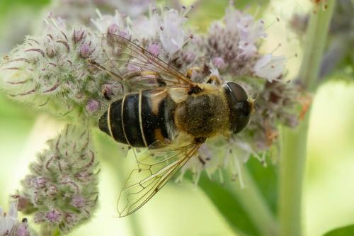 Réf. 337 284 : Eristalis nemorum