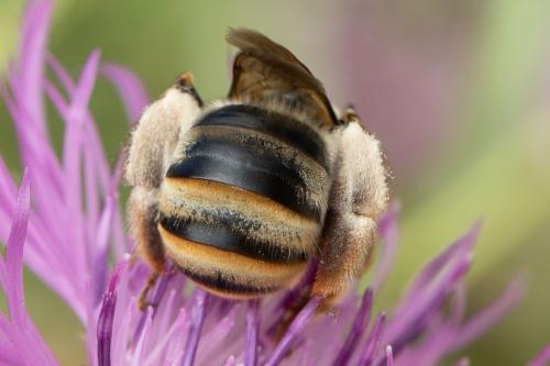 Eucera taurica