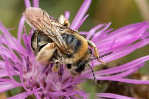 Eucera taurica