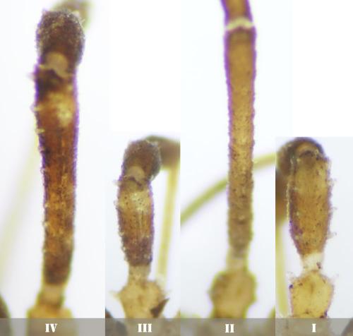 Réf. 337 102 : Homalenotus coriaceus