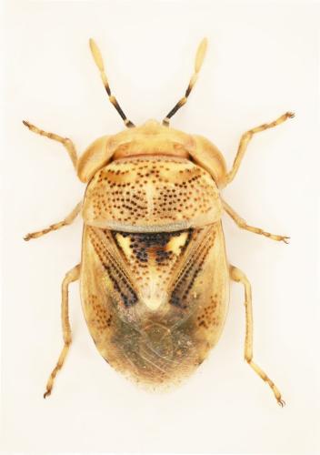 Réf. 337 823 : Geocoris luridus