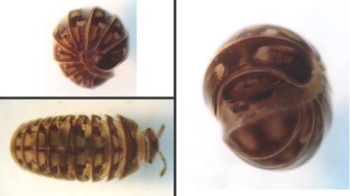 Glomeridella kervillei