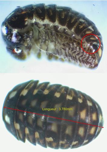 Glomeridella kervillei
