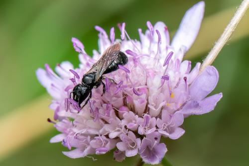 Ceratina cucurbitina