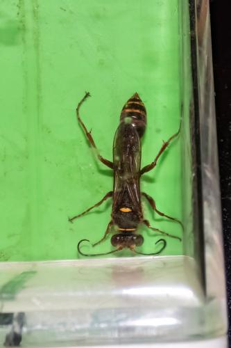 Réf. 337 853 : Sceliphron curvatum