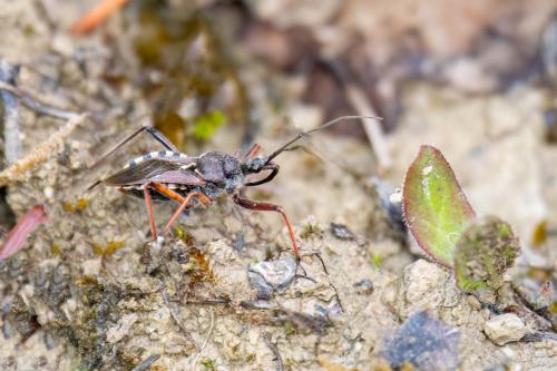 Réf. 337 586 : Rhynocoris erythropus