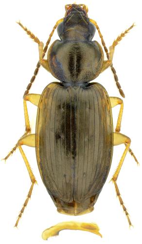 Olisthopus fuscatus
